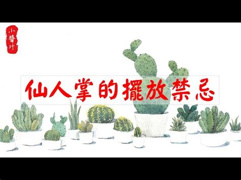 仙人掌放辦公室|辦公室仙人掌擺放指南：破解防小人迷思，打造職場好運